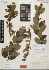 Foto von Salix hibernica Rech. f.